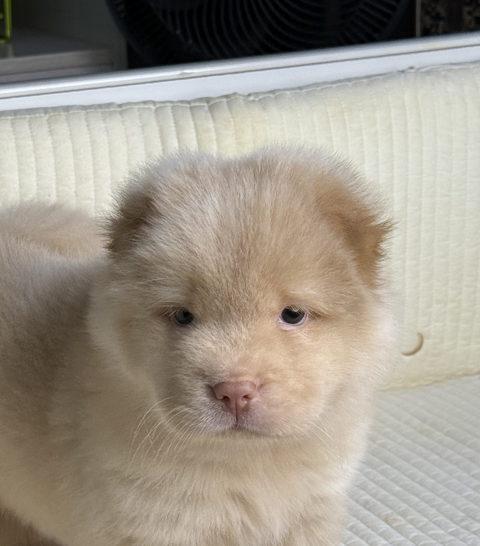 精品土松犬  鼻子短 嘴巴宽 毛量厚 骨架粗